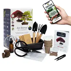 Une image de Le cadeau parfait pour un Vierge passionné de nature : le Kit Bonsaï Premium Prêt à Pousser de CULTIVEA